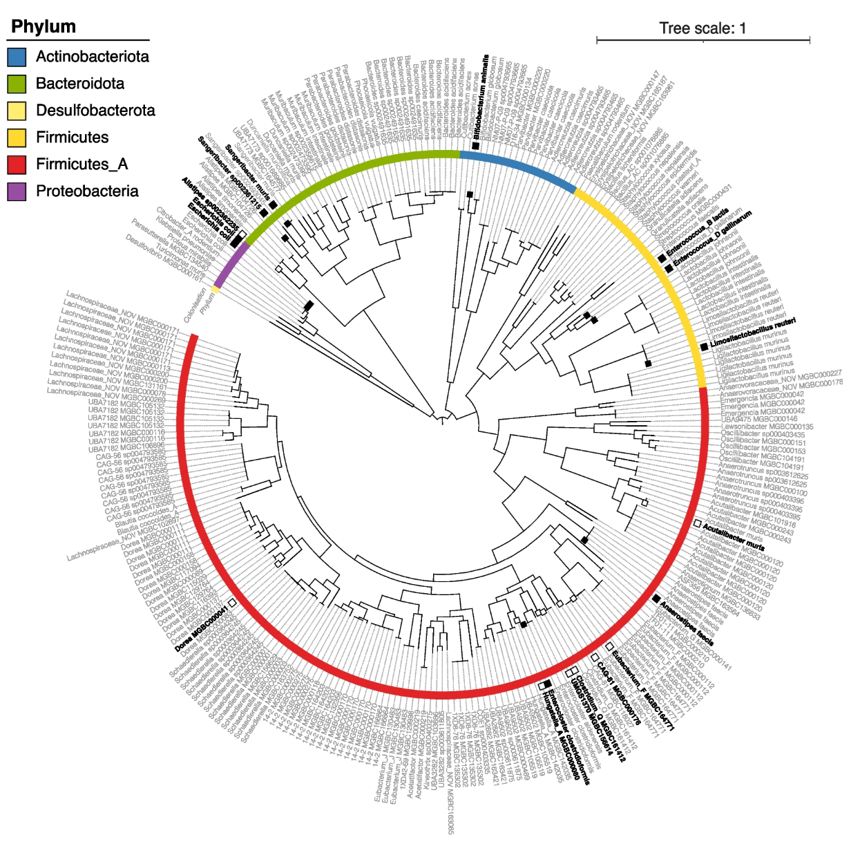 Maximum-likelihood phylogenetic tree of the 276 isolates of the MCC in addition to the genome of Enterococcus_B lactis str. Com15 (formerly E. faecium). Distances represent BLOSUM45 matrix analysis of amino acid alignments of 120 bacterial core genes usin