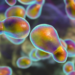 Fungi have the potential to cause damaging neuroinflammation.Credit: Kateryna Kon/Shutterstock